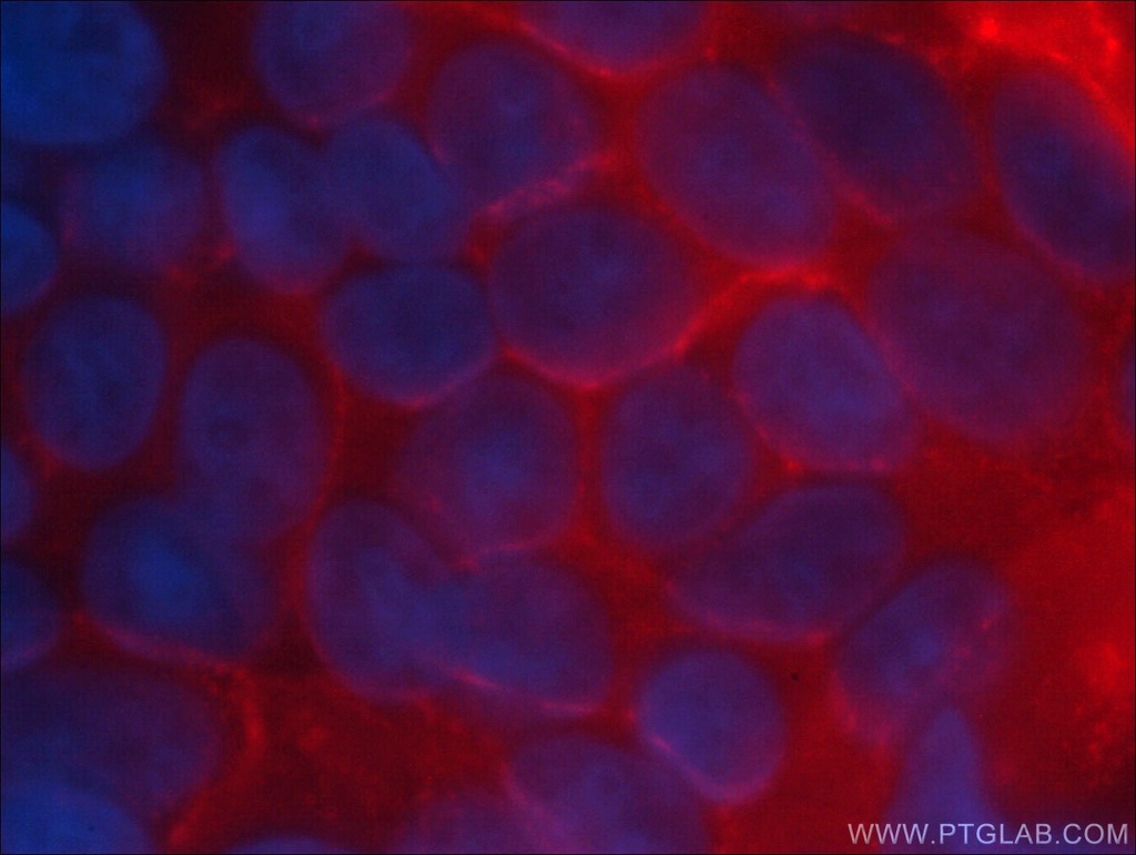 CoraLite®594-conjugated CD44 Monoclonal antibody