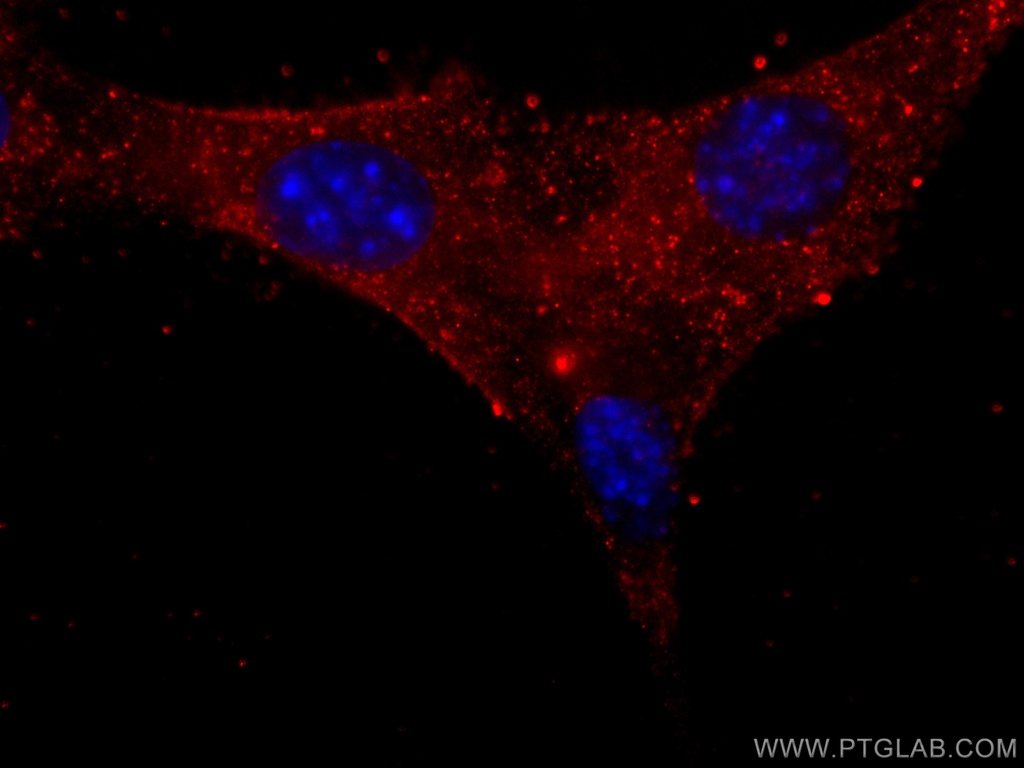 CoraLite®594-conjugated Myosin Light Chain 2 Monoclonal antibody