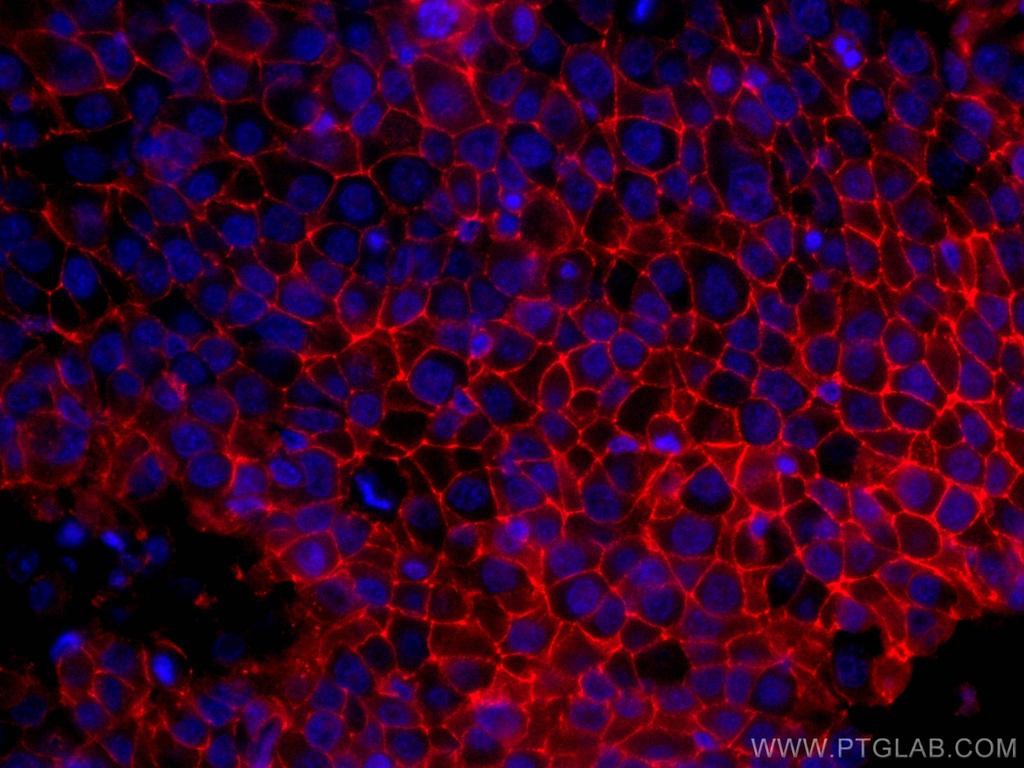 CoraLite®594-conjugated CD9 Monoclonal antibody