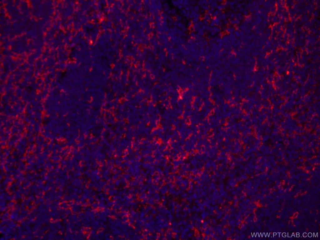 CoraLite®594-conjugated CD11c/Integrin Alpha X Monoclonal antibody