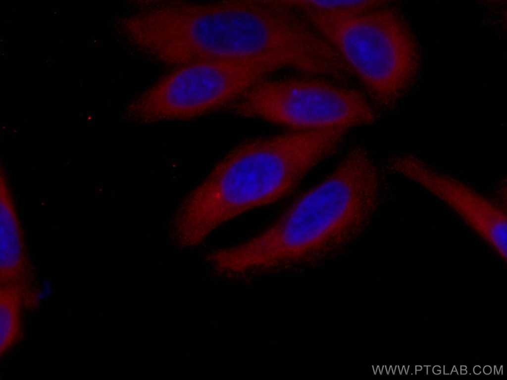 CoraLite®594-conjugated SND1 Monoclonal antibody