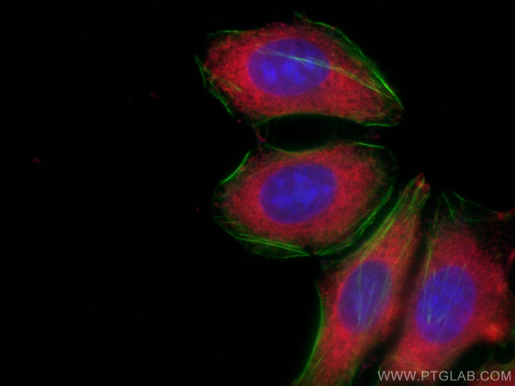 CoraLite®594-conjugated PKM2-specific Monoclonal antibody