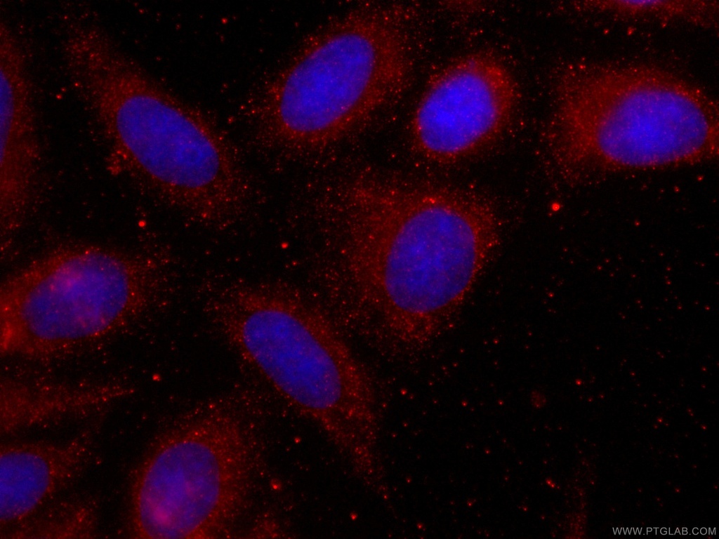 CoraLite®594-conjugated FAM3C Monoclonal antibody