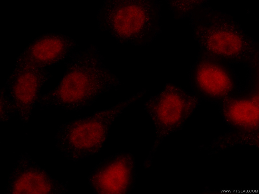 CoraLite®594-conjugated U2AF35 Monoclonal antibody