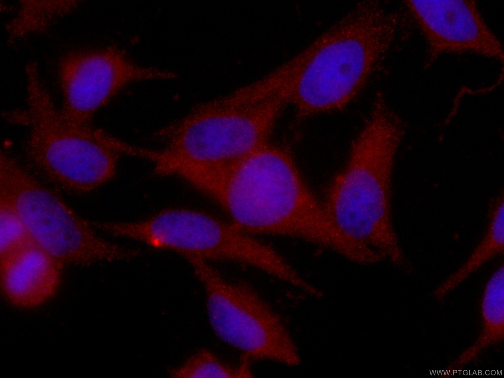 CoraLite®594-conjugated SGTA Monoclonal antibody