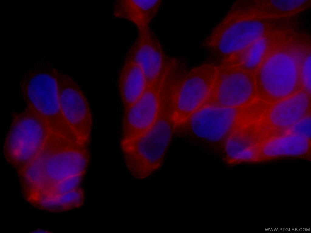 CoraLite®594-conjugated c-SRC Monoclonal antibody