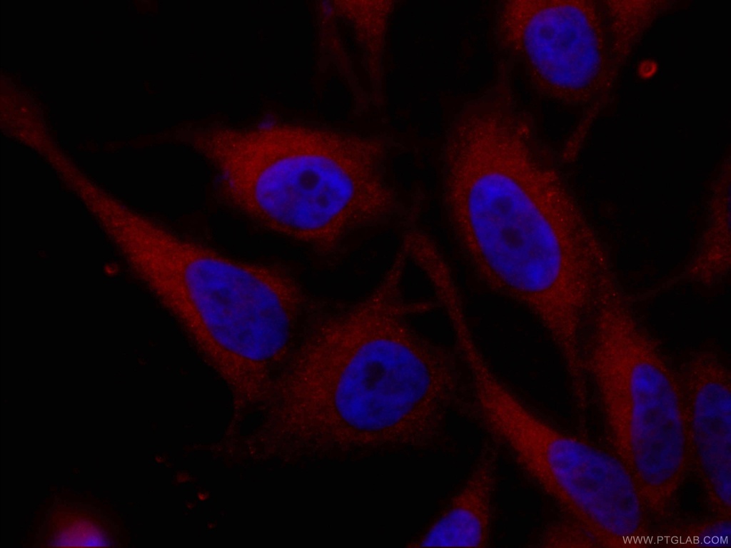 CoraLite®594-conjugated VCP Monoclonal antibody