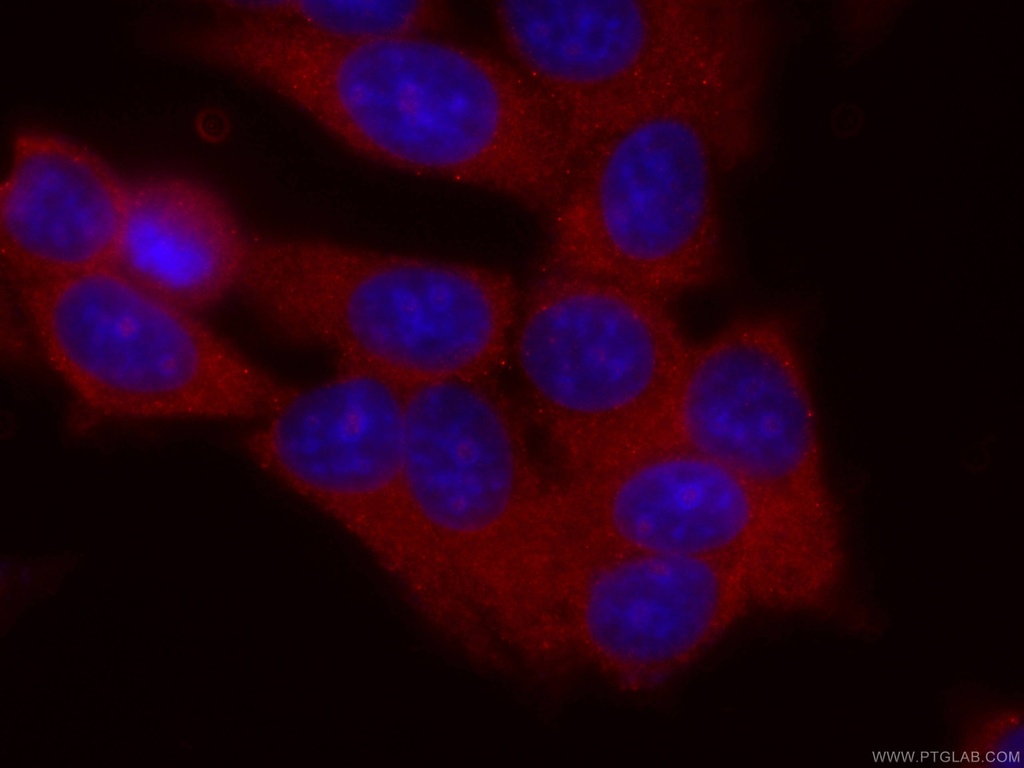 CoraLite®594-conjugated DBC1 Monoclonal antibody
