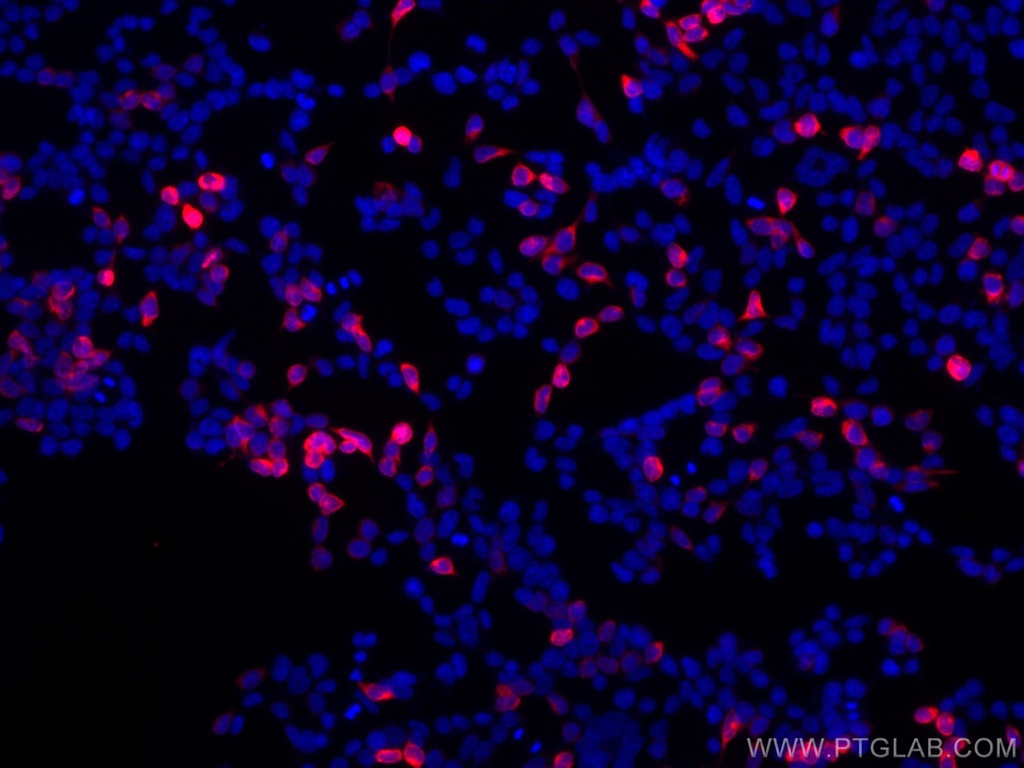 CoraLite®594-conjugated 6*His, His-Tag Monoclonal antibody