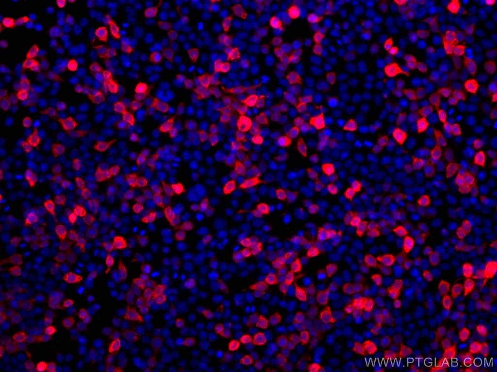 CoraLite®594-conjugated DYKDDDDK Monoclonal antibody (Binds to FLAG® tag epitope)