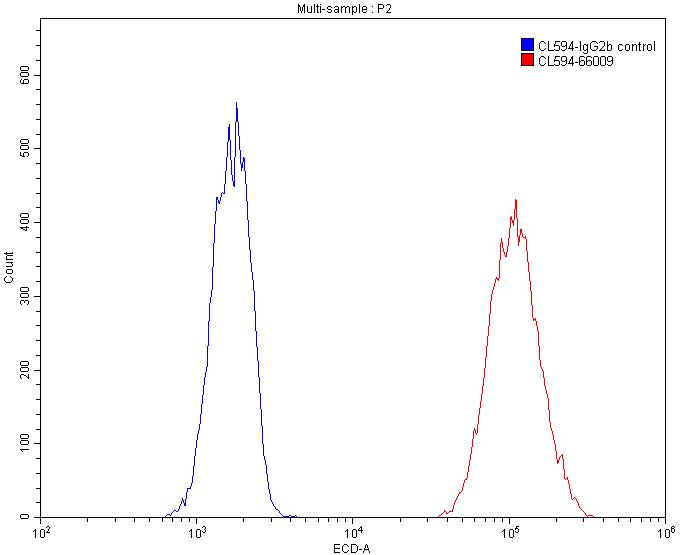 CoraLite®594-conjugated Beta Actin Monoclonal antibody