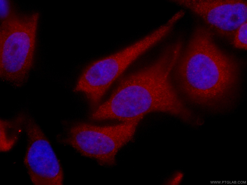 CoraLite®594-conjugated TPPII Monoclonal antibody