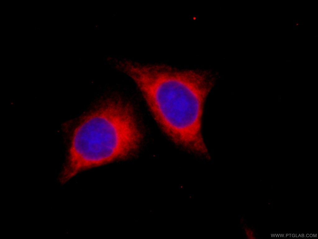 CoraLite®594-conjugated CYB5R3 Monoclonal antibody