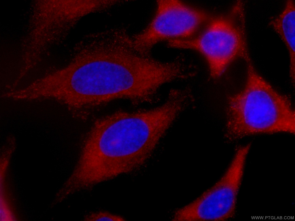 CoraLite®594-conjugated EIF3D Monoclonal antibody