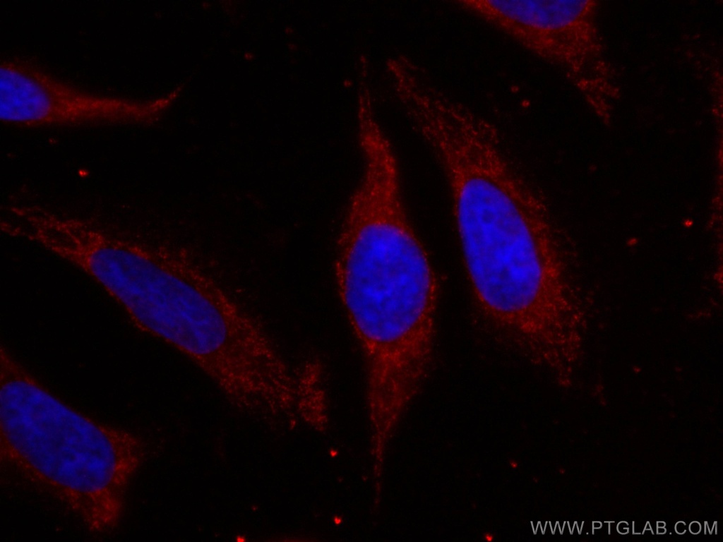 CoraLite®594-conjugated MCL1 Monoclonal antibody