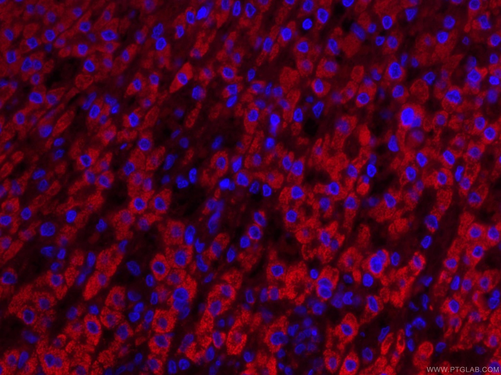 CoraLite®594-conjugated IVD Monoclonal antibody