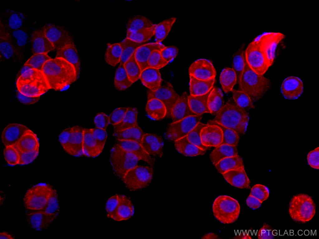 CoraLite®594-conjugated Annexin A2 Monoclonal antibody