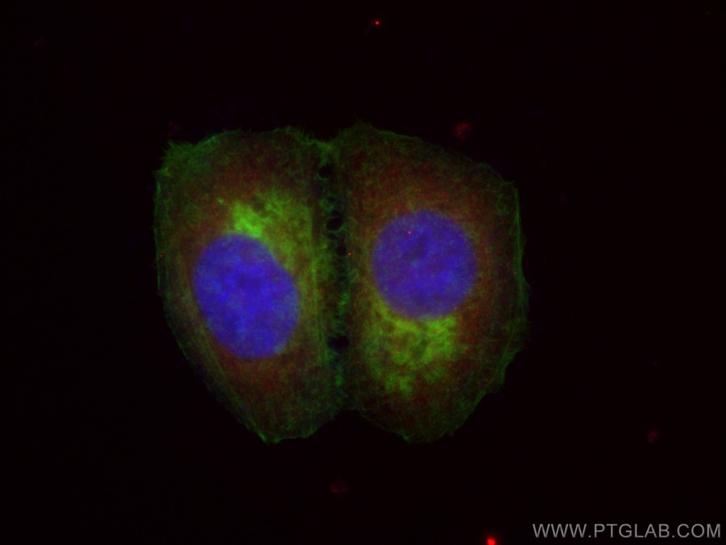 CoraLite®594-conjugated ASS1 Monoclonal antibody