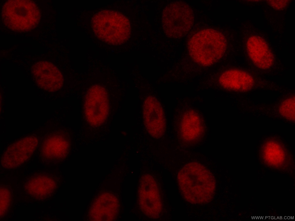 CoraLite®594-conjugated CUL4A Monoclonal antibody