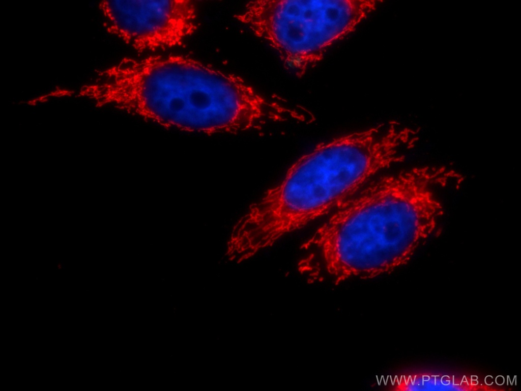 CoraLite®594-conjugated HSP60 Monoclonal antibody