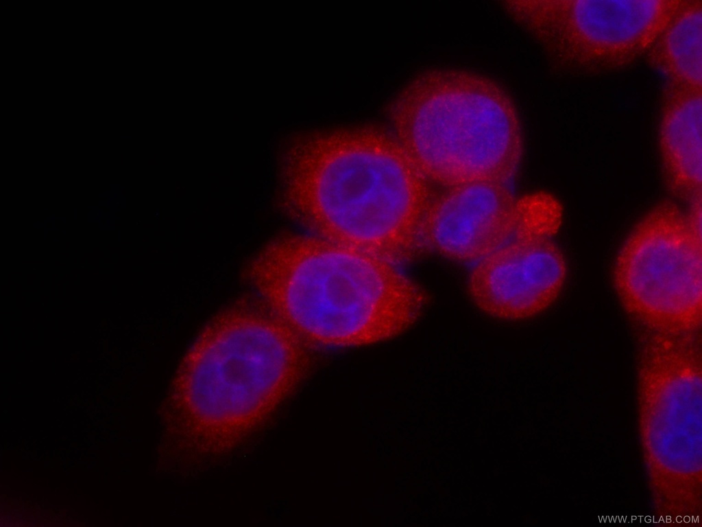 CoraLite®594-conjugated LPCAT1 Monoclonal antibody
