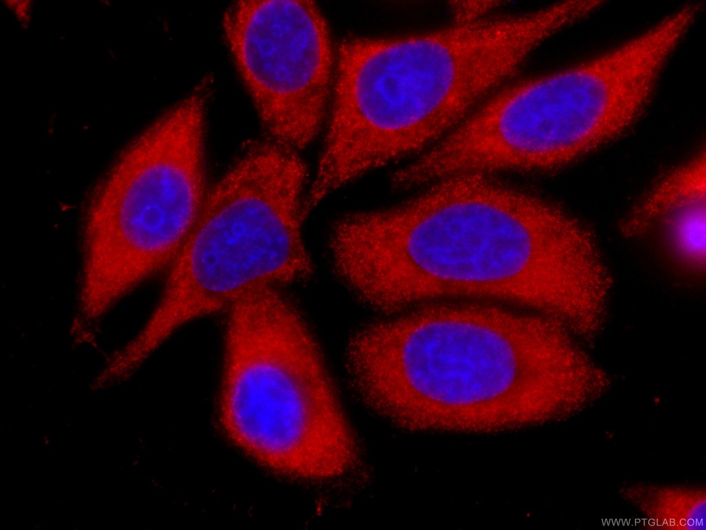 CoraLite®594-conjugated IA-2/PTPRN Monoclonal antibody