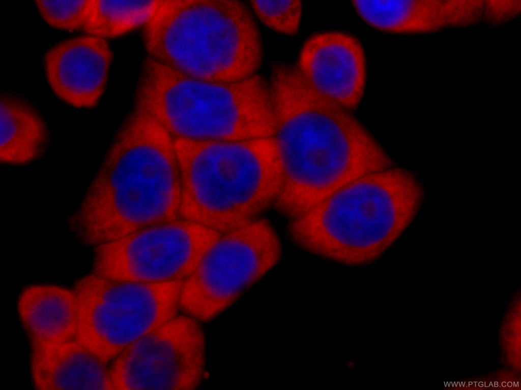 CoraLite®594-conjugated RACGAP1 Monoclonal antibody