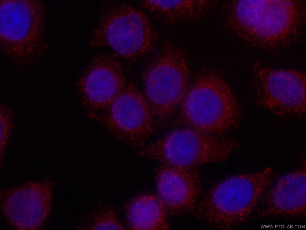 CoraLite®594-conjugated RAB27A Monoclonal antibody