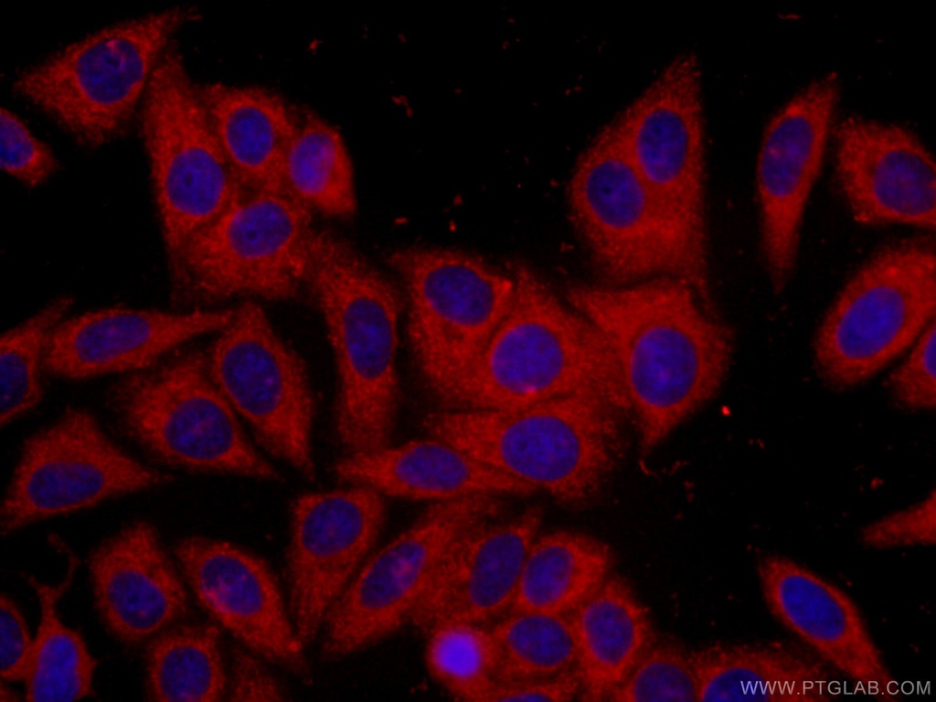 CoraLite®594-conjugated 14-3-3 Monoclonal antibody