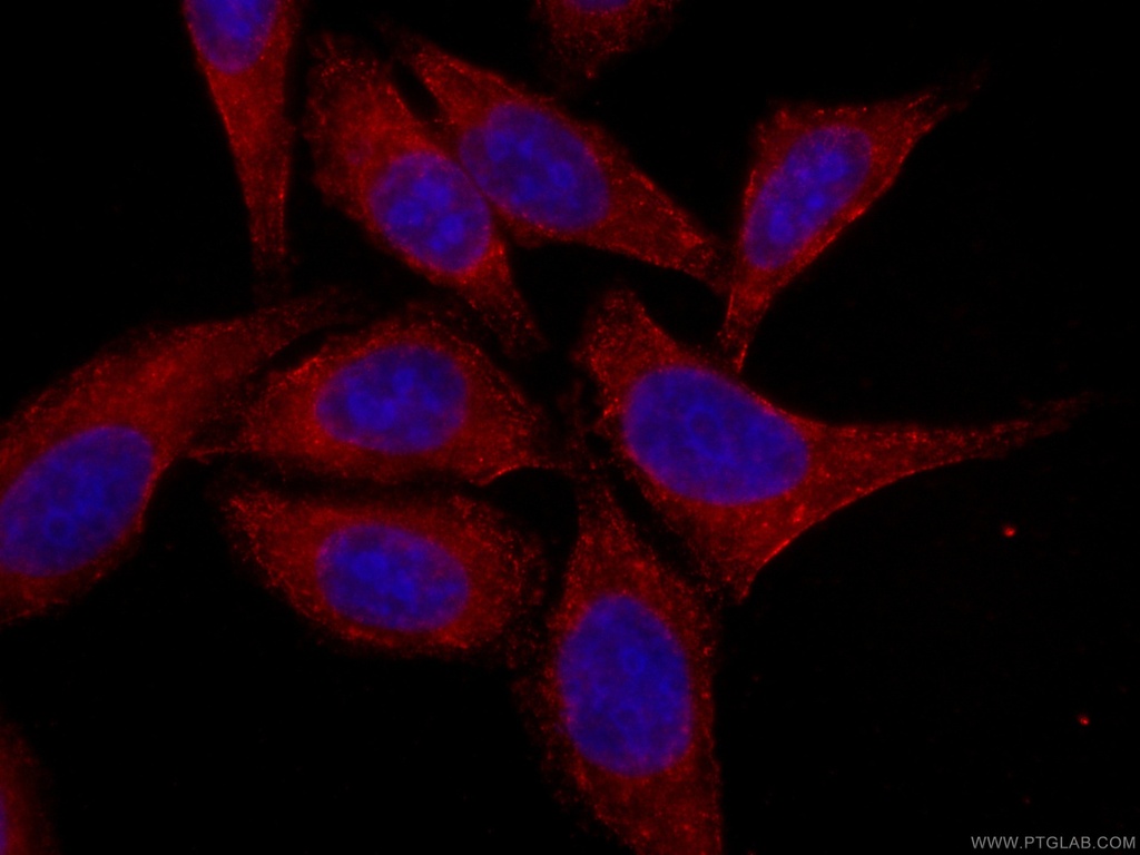 CoraLite®594-conjugated Melanophilin Monoclonal antibody