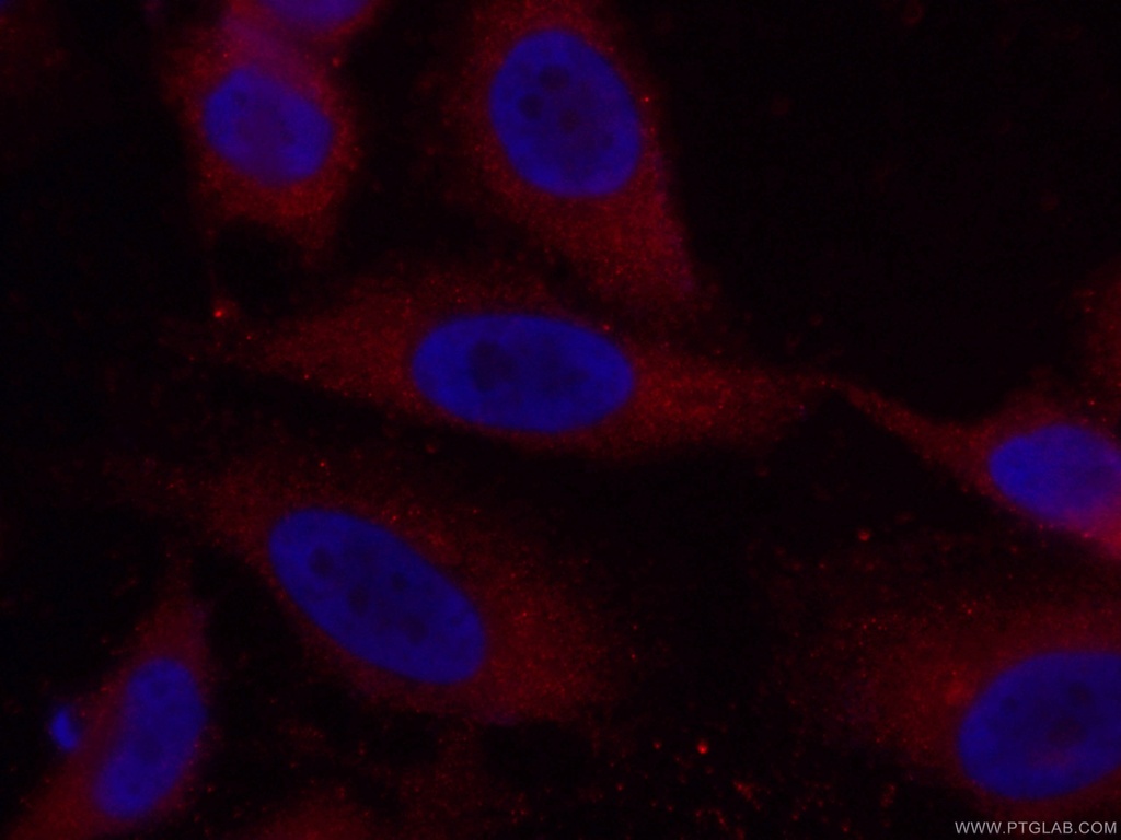 CoraLite®594-conjugated Caspase 8/p43/p18 Monoclonal antibody