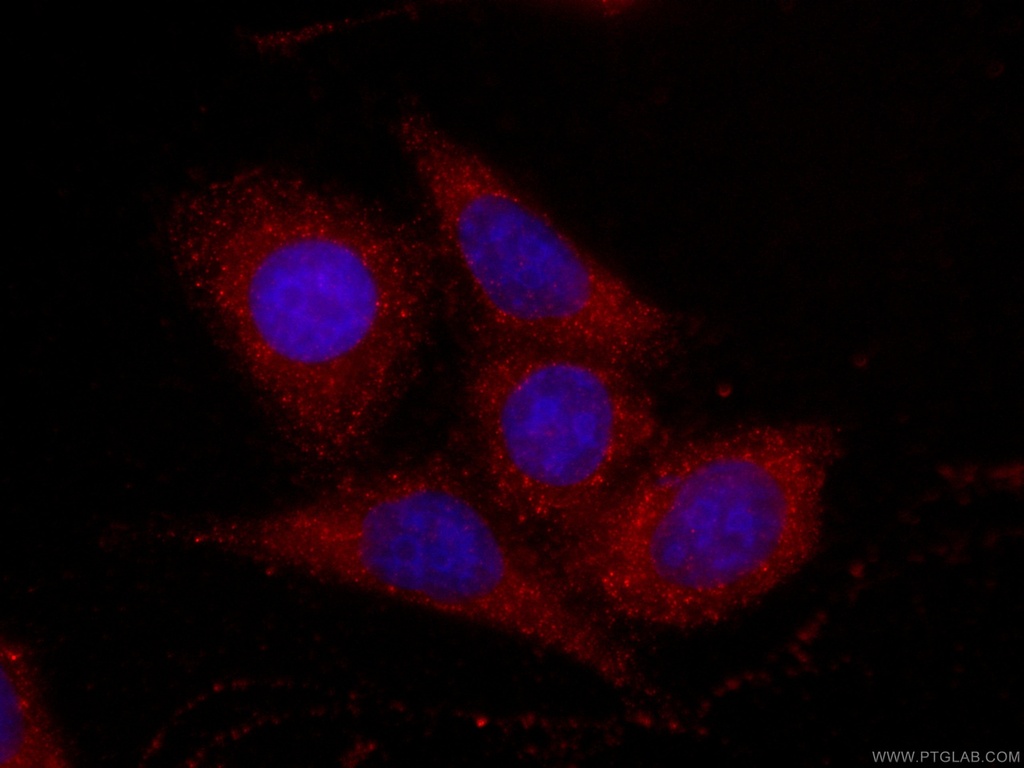 CoraLite®594-conjugated Fetuin-A Monoclonal antibody
