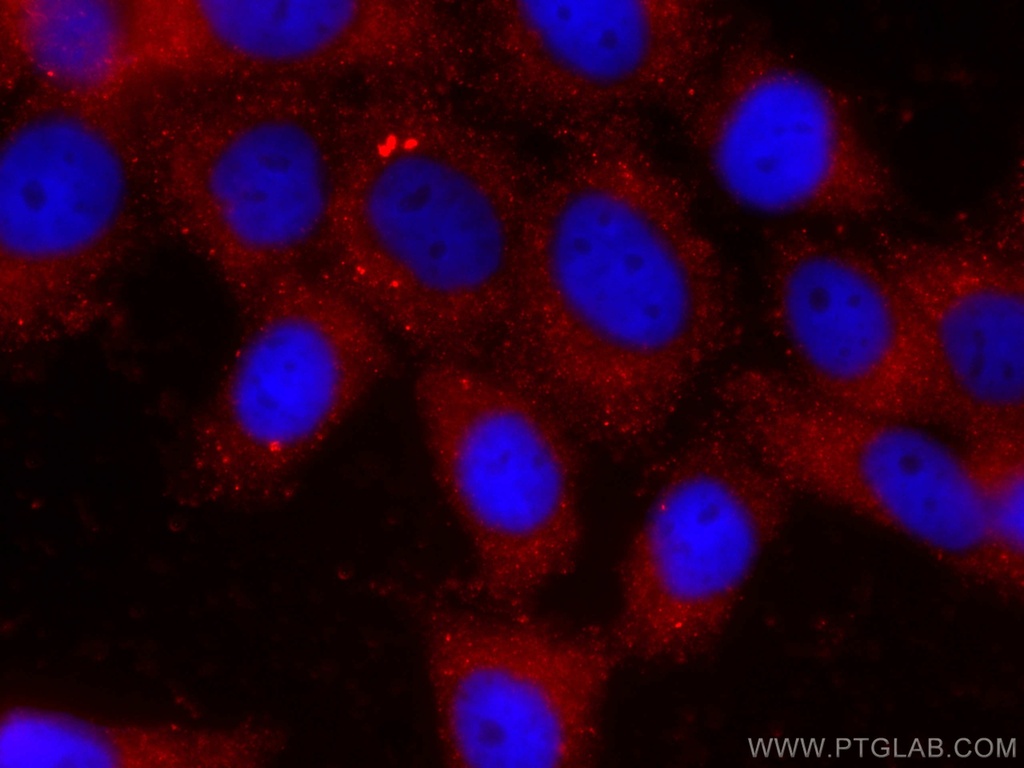 CoraLite®594-conjugated P4HA1 Monoclonal antibody