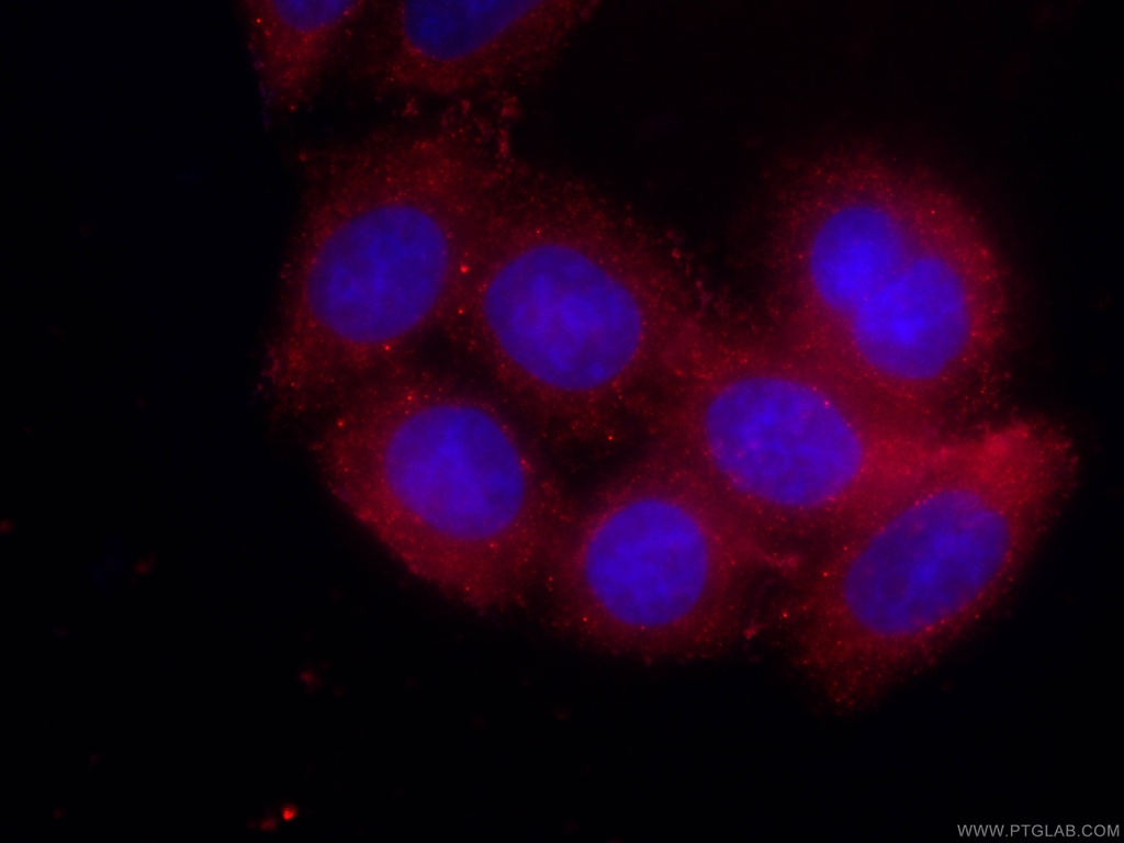 CoraLite®594-conjugated AFM Monoclonal antibody