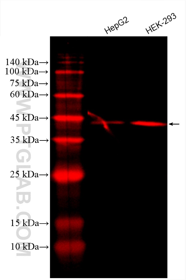 CoraLite®594-conjugated PDH E1 Alpha Monoclonal antibody
