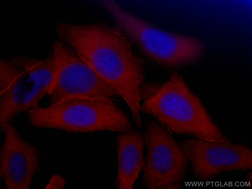 CoraLite®594-conjugated Aldolase C Monoclonal antibody