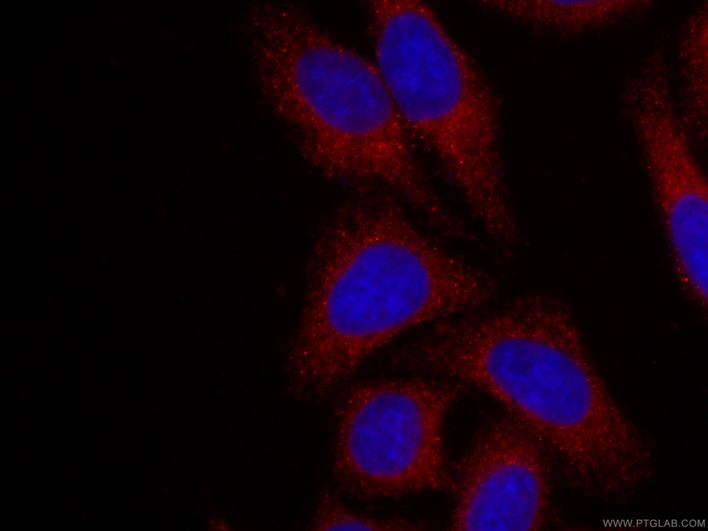 CoraLite®594-conjugated Alpha Galactosidase A Monoclonal antibody