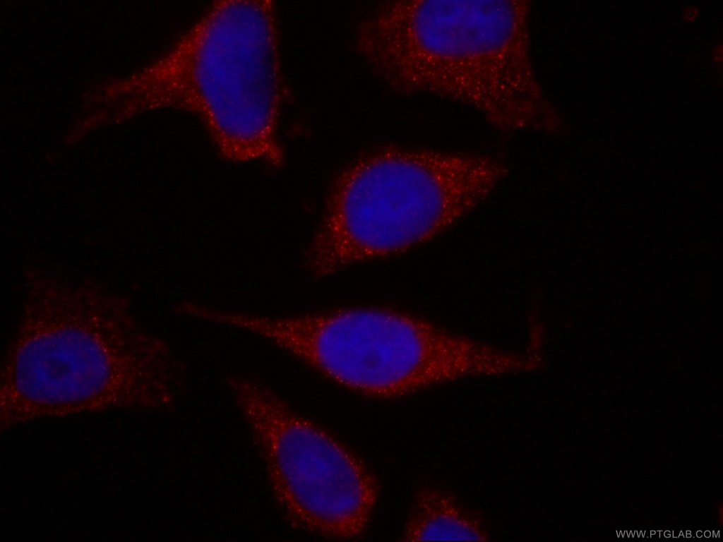 CoraLite®594-conjugated APOL1-Specific Monoclonal antibody