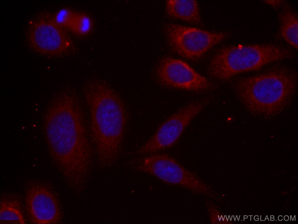 CoraLite®594-conjugated Alpha-2-Macroglobulin Monoclonal antibody