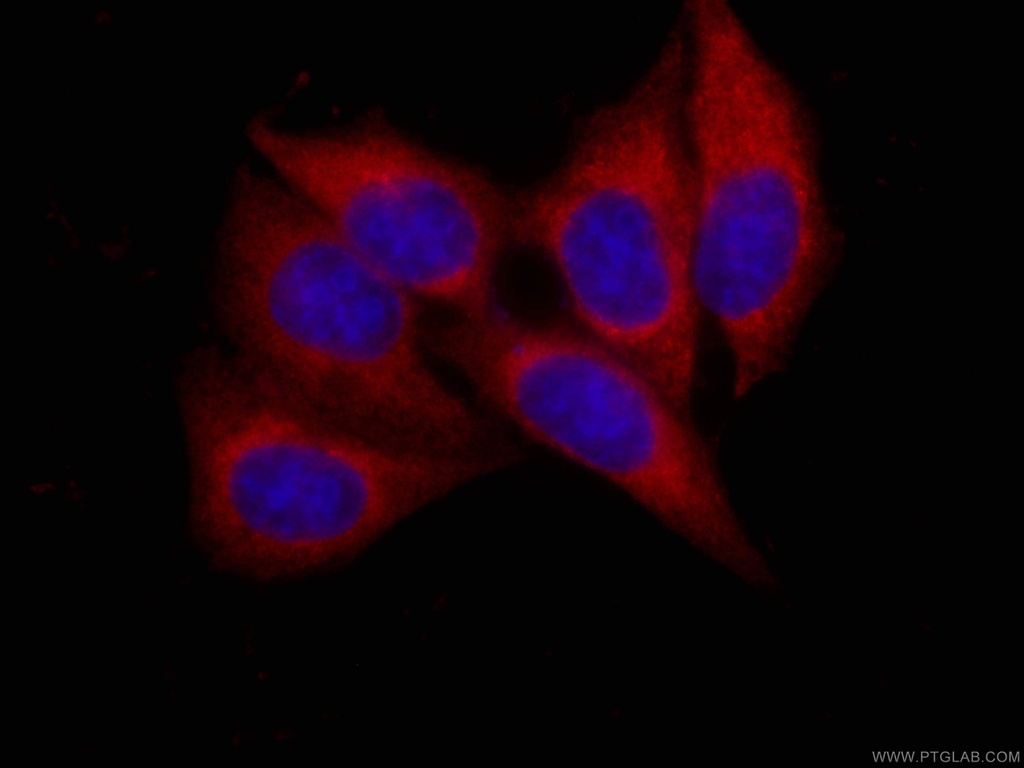 CoraLite®594-conjugated AK2 Monoclonal antibody