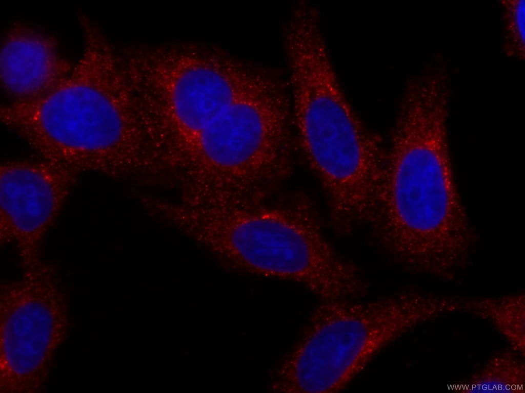 CoraLite®594-conjugated C3/C3b/C3c Monoclonal antibody