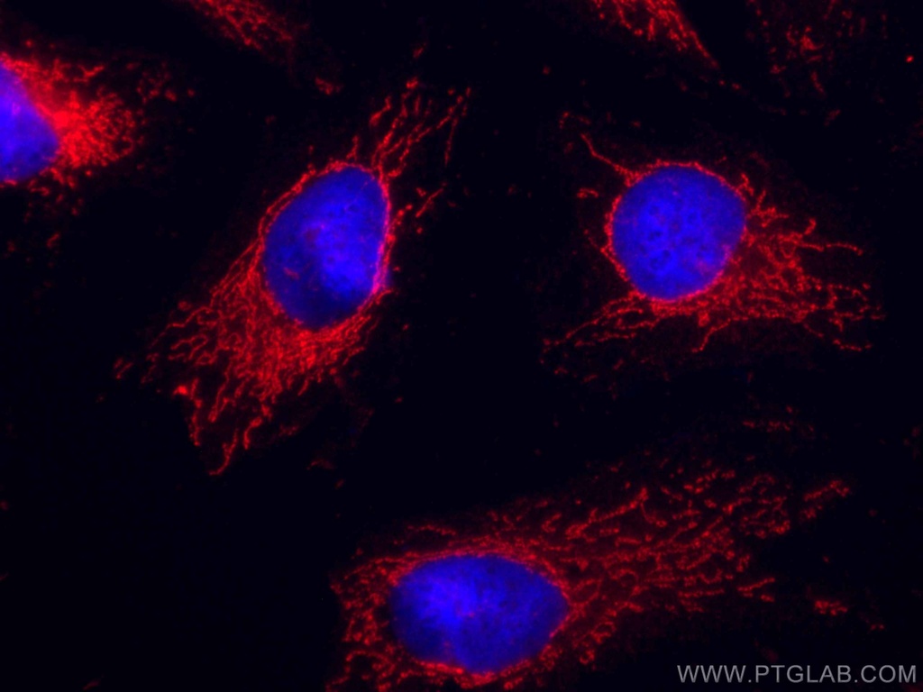 CoraLite®594-conjugated VAPB Monoclonal antibody