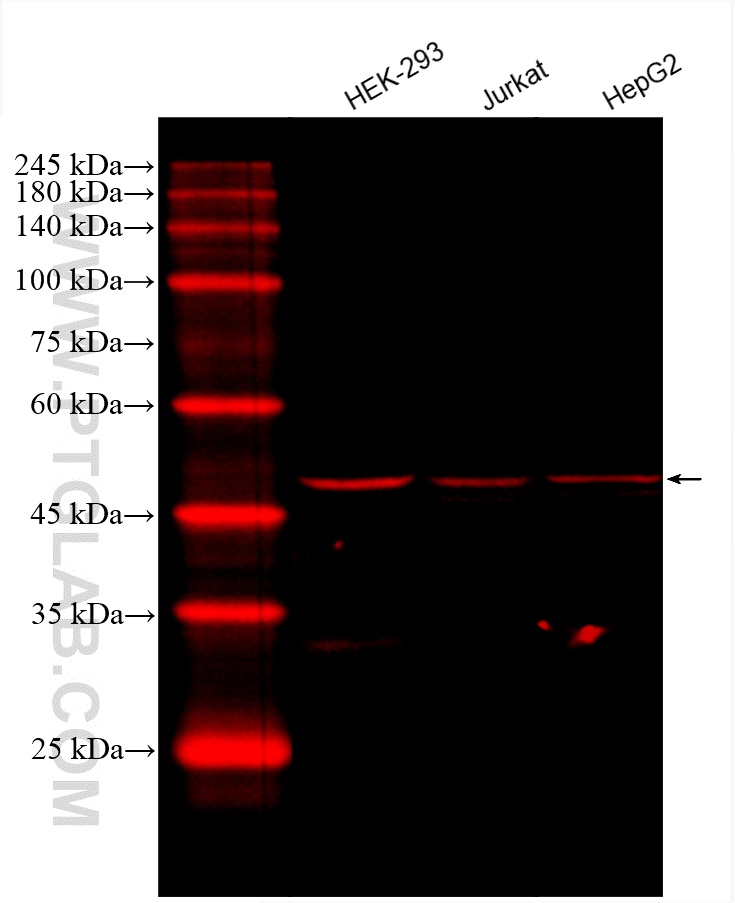CoraLite®594-conjugated DEK Monoclonal antibody