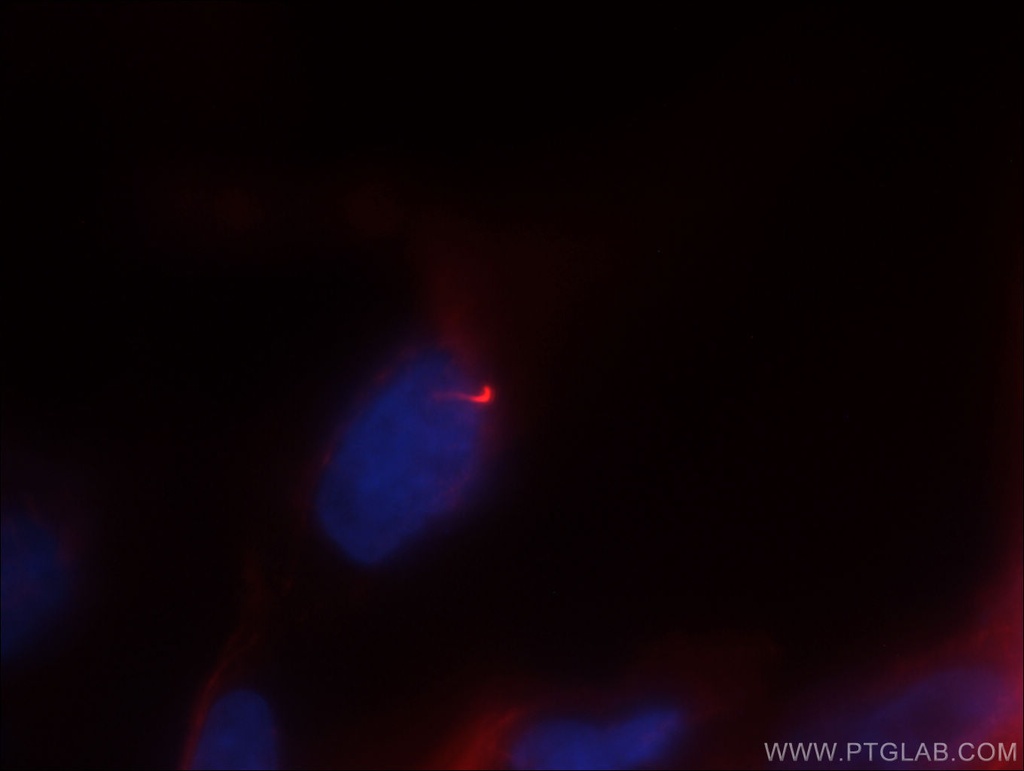 CoraLite®594-conjugated acetylated Tubulin(Lys40) Monoclonal antibody