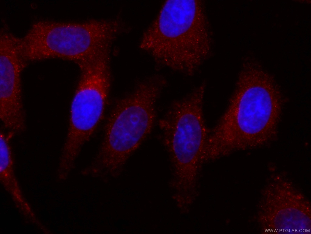 CoraLite®594-conjugated Apolipoprotein AI Monoclonal antibody