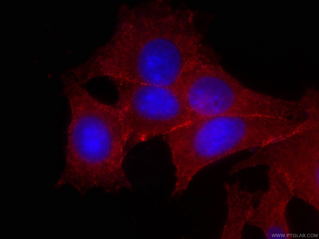CoraLite®594-conjugated p120 Catenin Monoclonal antibody