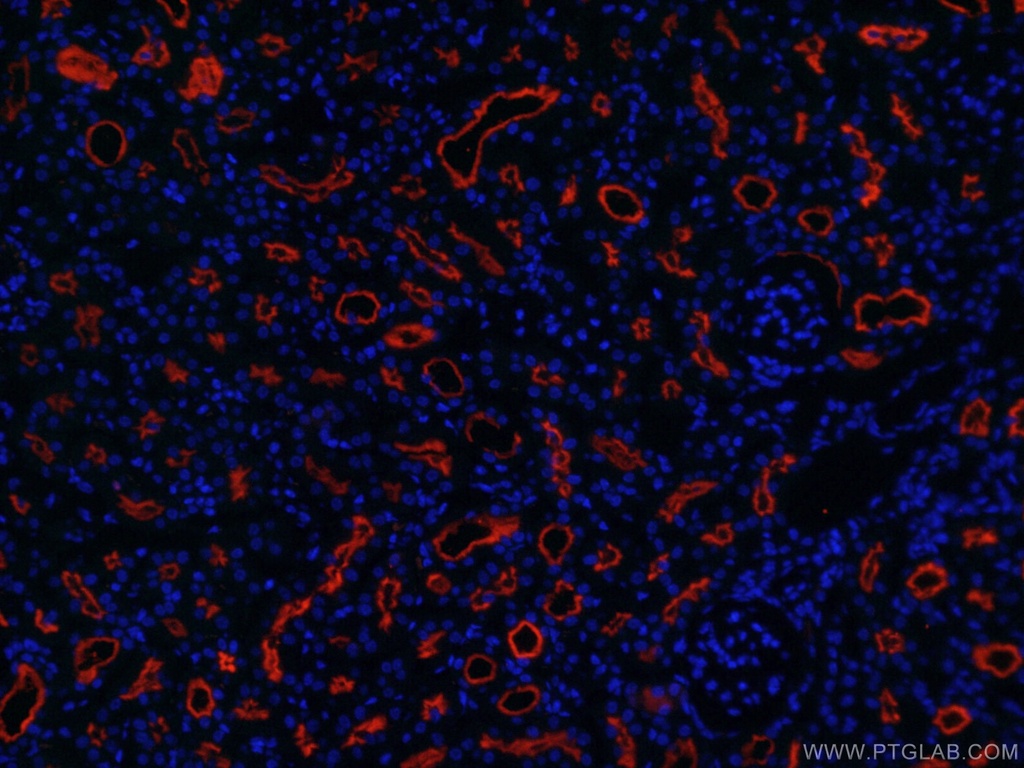 CoraLite®594-conjugated CD13 Monoclonal antibody