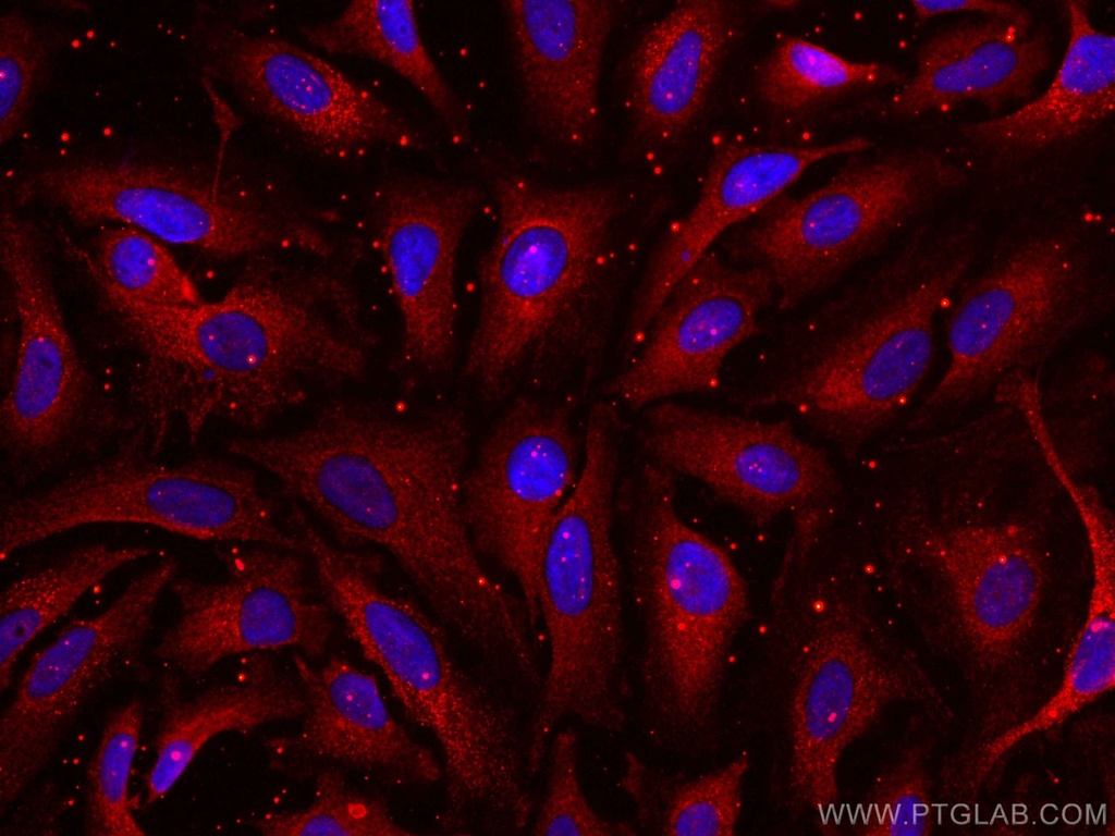 CoraLite®594-conjugated APOD Monoclonal antibody
