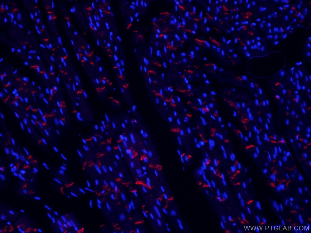 CoraLite®594-conjugated N-cadherin Monoclonal antibody