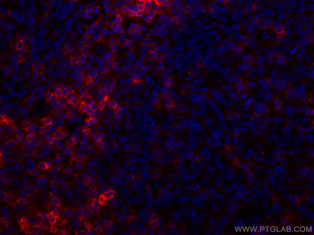 CoraLite®594-conjugated CD43 Monoclonal antibody